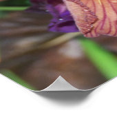 Iris und Regen Poster (Ecke)