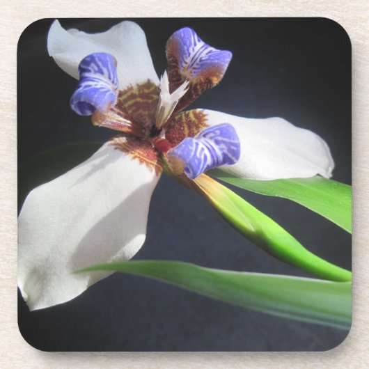 Iris Untersetzer (Vorderseite)
