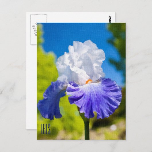 Iris Vertikale Postkarte (Vorne/Hinten)