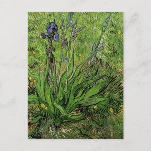 Iris, Vincent van Gogh Postkarte