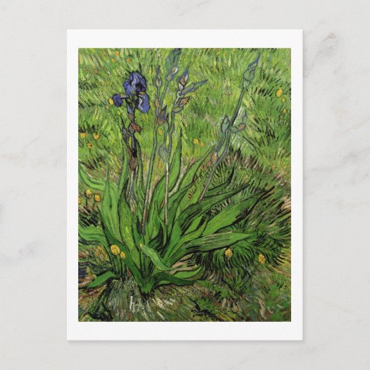 Iris, Vincent van Gogh Postkarte (Vorderseite)