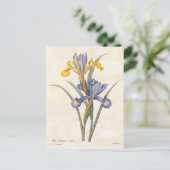 Iris Vintag botanisch Postkarte (Stehend Vorderseite)