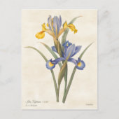 Iris Vintag botanisch Postkarte (Vorderseite)