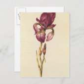 Iris, von "La Guirlande de Julie", c.1642 Postkarte (Vorne/Hinten)