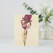 Iris, von "La Guirlande de Julie", c.1642 Postkarte (Stehend Vorderseite)