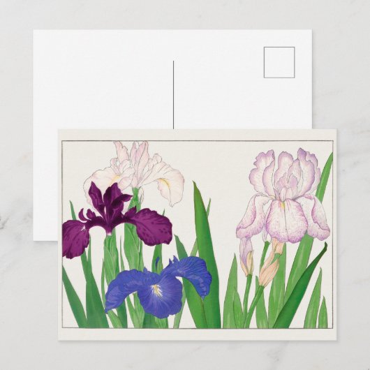 Iris von Tanigami Konan Postkarte (Vorne/Hinten)