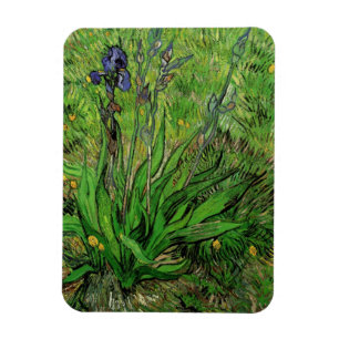 Iris von Vincent van Gogh, Blume im Vintagen Garte Magnet