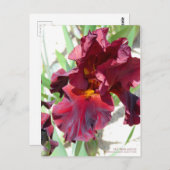 Iris "War Sayles" [Postcard] Postkarte (Vorne/Hinten)