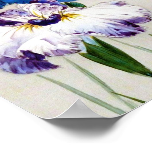 Iris, Watanabe Seitei Poster (Ecke)