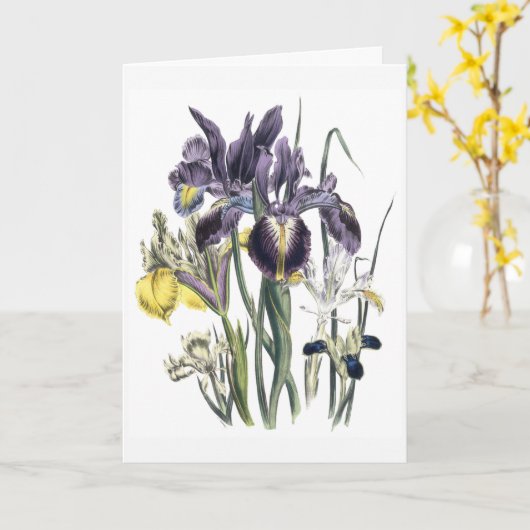 Iris Watercolor Sympathy Card Updated Karte (Gelbe Blume)