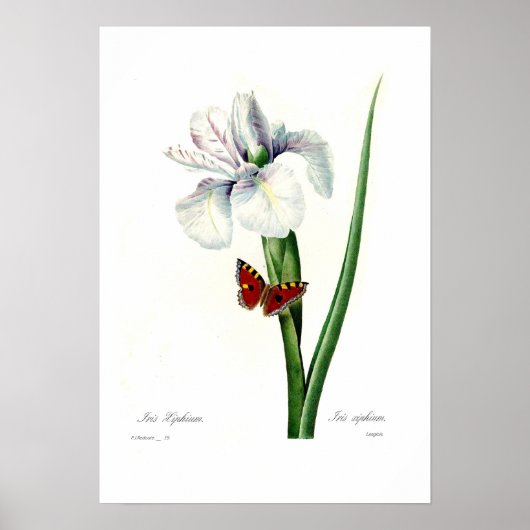 Iris xipheum poster (Vorne)