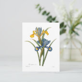 Iris xipheum postkarte (Stehend Vorderseite)