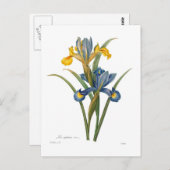 Iris xipheum postkarte (Vorne/Hinten)