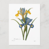 Iris xipheum postkarte (Vorderseite)