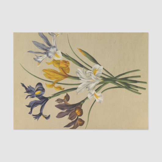 Iris Xiphium (Iris Hispanica) von Arentina Arendse Seidenpapier (Vorderseite)