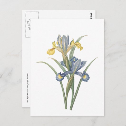 Iris Xiphium Postkarte (Vorne/Hinten)