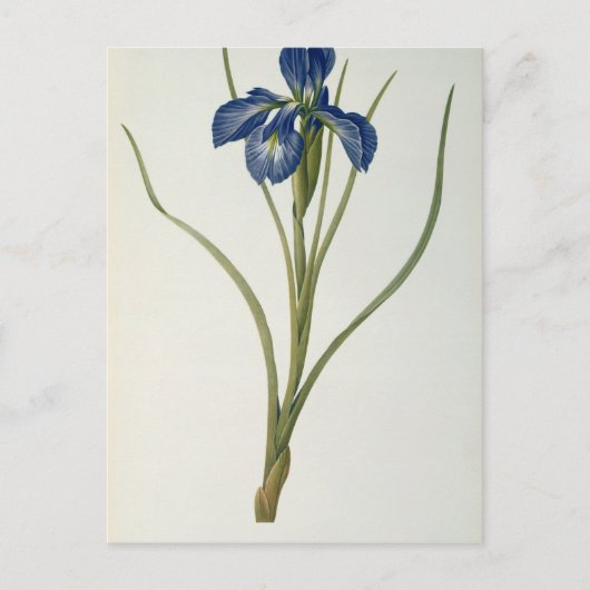 Iris Xyphioides von `Les Liliacees', 1808 Postkarte (Vorderseite)