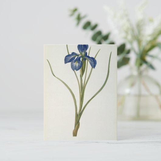 Iris Xyphioides von `Les Liliacees', 1808 Postkarte (Stehend Vorderseite)