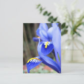 Irisblätter Postkarte (Stehend Vorderseite)
