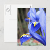 Irisblätter Postkarte (Vorne/Hinten)