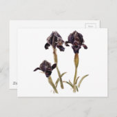 Irisblume aus Jordanien Postkarte (Vorne/Hinten)