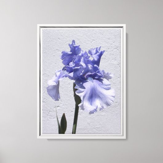 Irisblüte Leinwanddruck (Vorderseite)