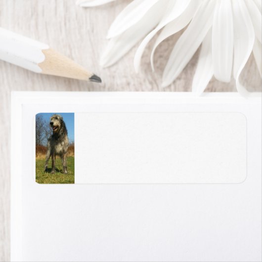 irisch-wolfhound-voll (Insitu)