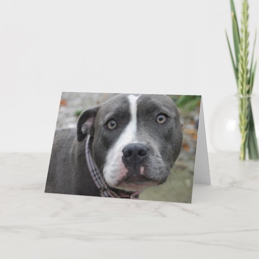 Irische blaue Hundegeburtstags-Karte Karte (Vorderseite)