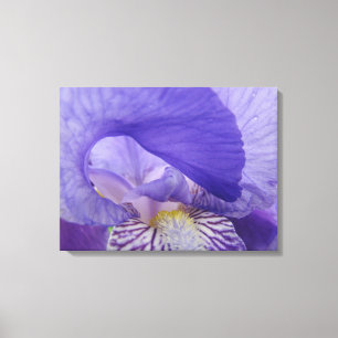 Irische Blume Kunstdrucke Leinwand Lila Iris