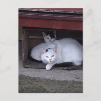 Irische Katzen nehmen an einem Regentag in Irland  Postkarte