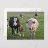 Irische Kühe Postkarte (Vorne/Hinten)