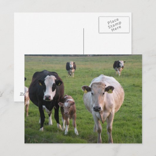 Irische Kühe Postkarte (Vorne/Hinten)