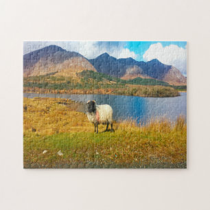 Irische Wollschafe Galway Irland. Puzzle