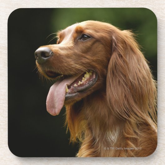 Irischer Setter 2 Getränkeuntersetzer (Vorderseite)