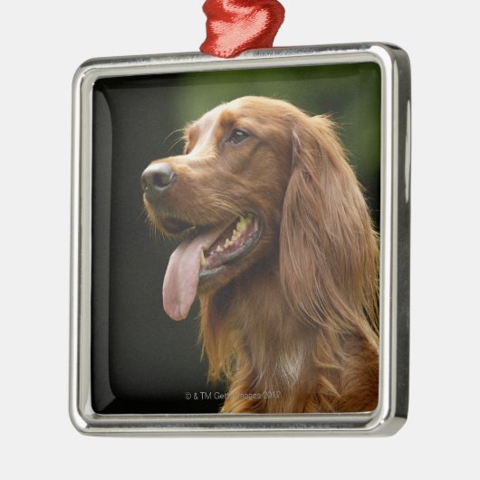 Irischer Setter 2 Ornament Aus Metall (Links)