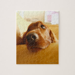Irischer Setter auf Sofa Puzzle