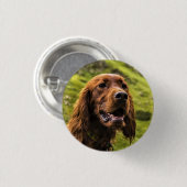 irischer Setter Button (Vorne & Hinten)