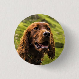 irischer Setter Button