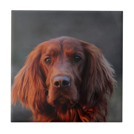 Irischer Setter Fliese (Vorderseite)