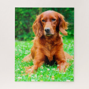 Irischer Setter Hund. Puzzle