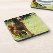 Irischer Setter Untersetzer (Linke Seite)