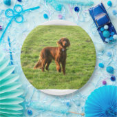 irischer Setter voll 2 Pappteller (Party)