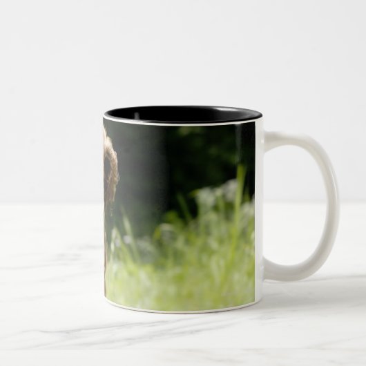 Irischer Setter Zweifarbige Tasse (Rechts)
