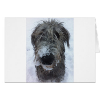 Irischer Wolfhund spielt im Schnee