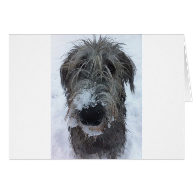 Irischer Wolfhund spielt im Schnee (Vorderseite (Horizontal))