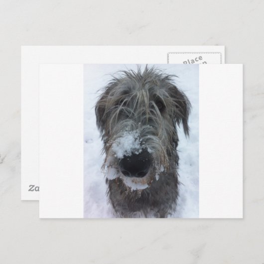 Irischer Wolfhund spielt im Schnee Postkarte (Vorne/Hinten)