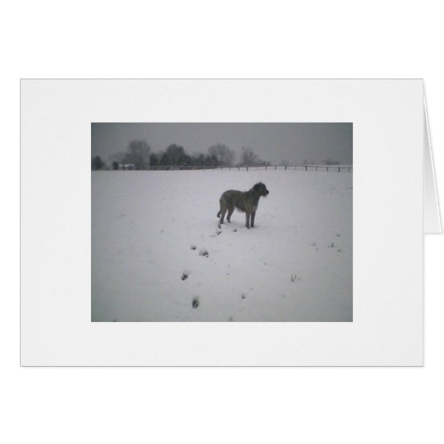 Irischer Wolfshund im Schnee (Vorderseite (Horizontal))