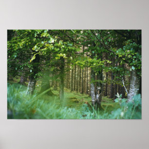 Irisches Holz Poster