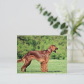 irischsetter-voll 2 postkarte (Stehend Vorderseite)