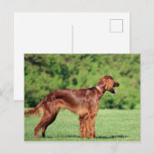 irischsetter-voll 2 postkarte (Vorne/Hinten)